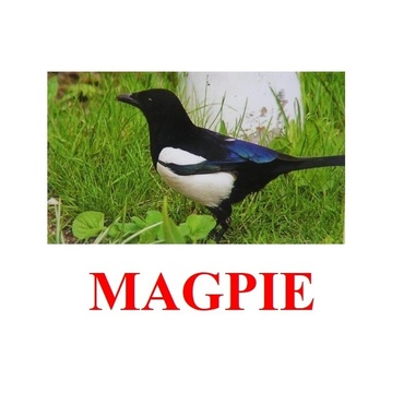 "Birds-2" ("Птицы-2") английские карточки Домана - «globural.ru» - Тихорецк