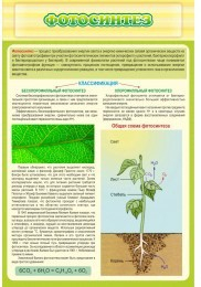 Стенд "Фотосинтез" - «globural.ru» - Тихорецк