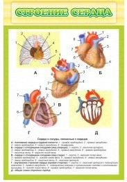 Стенд "Строение сердца" - «globural.ru» - Тихорецк
