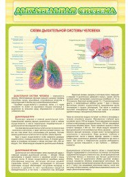 Стенд "Дыхательная система" - «globural.ru» - Тихорецк