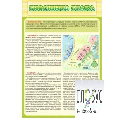 Стенд "Биосинтез белка" - «globural.ru» - Тихорецк